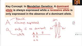 181 Ch12 Genes and Alleles [upl. by Uird]