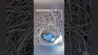 Time Lapse  From Hatchling to Fledgling birds nature bluebirds birdslover birdnest [upl. by Judy]