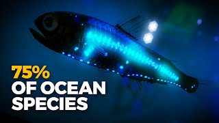 Why Is Almost All Bioluminescence in the Ocean [upl. by Hughes]