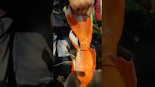 Golden fish🐠🐋🐟 fish goldfish aquarium amazingfacts amazing fishing pets fishaquarium trend [upl. by Laamak]