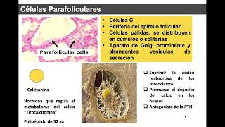 Histología de la Glándula Tiroides [upl. by Glantz]