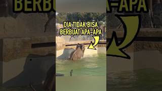 Gajah Ini Mengejutkan Semua Orang [upl. by Ikkim]