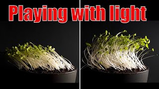 Changing the direction of the light during plant growth  Time lapse greentimelapse gtl timelapse [upl. by Sloan529]