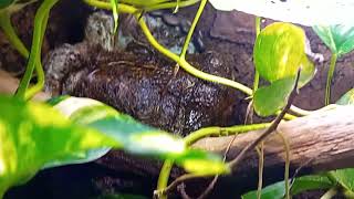 Tuto Tribolonotus Gracilis Scinque Crocodile  Surprise [upl. by Ciccia965]