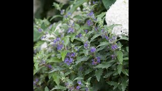 Propagating Caryopteris [upl. by Maiocco]