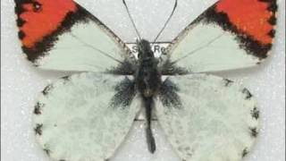 Sara Orange Tip Butterfly Life Cycle 720p HD V08224 [upl. by Kwarteng849]