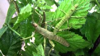 L3 Eurycantha calcarata giant spiny stick insect [upl. by Acinej]