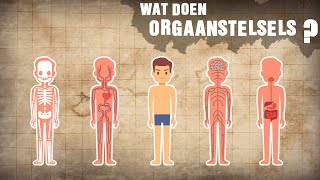 ORGAANSTELSELS en de FUNCTIES  Biologie Les HAVO  VWO  Het Lichaam en ORGANEN [upl. by Fuhrman]