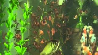 Fish Tank Kitty TV  1 [upl. by Happ]