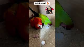 macaw breeding pair🔥  how to breed macaw  shorts [upl. by Priestley]