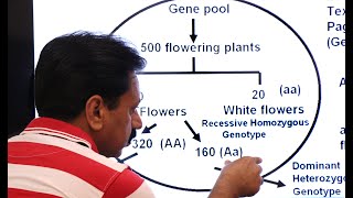 Inter  Ch 8  Variation and Genetics  Part 2  Gene pool  Allele Frequency  Genotype Frequency [upl. by Raamal]