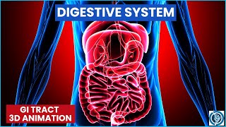 3D Digestive System of Human Body  Gastrointestinal Tract Animation [upl. by Jenifer]