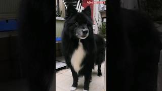 Finnish Lapphund Barking dogbreeds finnishlapphund [upl. by Eiresed]