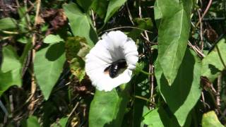 ABEILLE Charpentière  Xylocopa violacea  BRUITX [upl. by Warchaw]