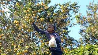 Bee garden and agriculture farm pokhara21 Ratamata [upl. by Nywg]