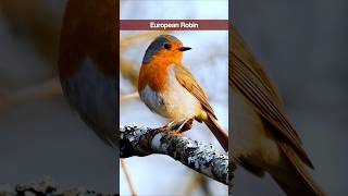 4 Garden Bird Sounds for Beginners  Robin Chaffinch Chiffchaff Great Tit shorts [upl. by Assilanna332]