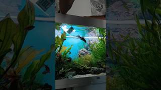 Aquarium Auflösen  Ich übernehme 2 Antennenwelse [upl. by Obnukotalo]