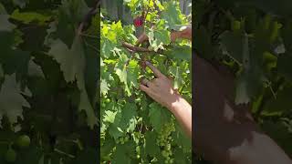 Growing GRAPEVINES  two quick tips shorts [upl. by Shiri]