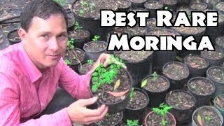 Best Moringa to Grow amp Rare Herb Nursery [upl. by Neelyar]