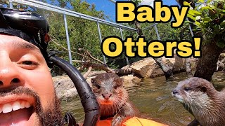 BABY OTTERS SWIMMING for the FIRST TIME in NEW HOME [upl. by Akeirahs]