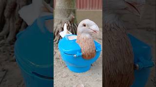 kalapatai treatment birds pigeon kalapati shorts [upl. by Singleton]