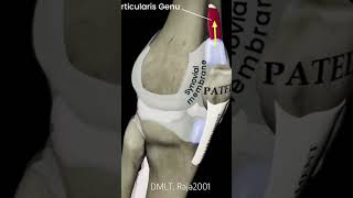 Joined the moving of patellajoin medicalanimationhealthcare dmltlab patella joined pain lab [upl. by Aitat]