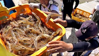 1년에 딱 2달 영업하는 식당 바다앞 갯벌 새우 양식으로 월15톤씩 팔리는 새우집 30년 토박이 사장님 등 제철해산물 영상 몰아보기┃SeafoodKoreanStreetFood [upl. by Nauqram]