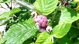 Very Rare fertile Hybrid of Mysore x Red raspberry first fruit [upl. by Quintie561]