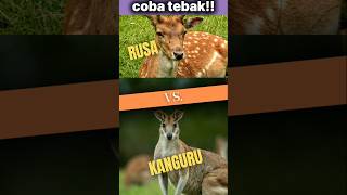 Rusa vs kanguru education animals shorts [upl. by Dom633]