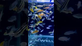 African Chiclets Fish Tank  chicles fish shorts shortsfeed ytshorts shortsfeed aquarium [upl. by Carol-Jean]