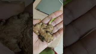 ginger rhizome vegetative propagation [upl. by Drugi360]