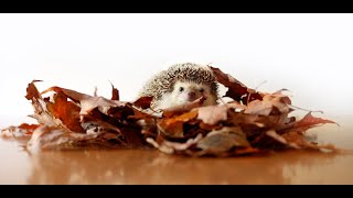 Hedgehog discovers something new in Fall leaves [upl. by Ulrikaumeko980]