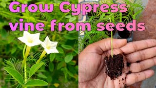 Cypress vine plant  Cypress vine from seed  Ganesh vel plant ezgardening cypressvine starglory [upl. by Nosnek]