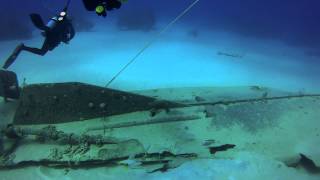 Freeport Grand Bahama Island Shark Junction Dive with Sunn Odyssey [upl. by Ellynn]