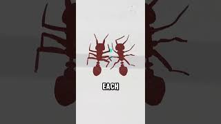 Red Fire Ants How These Smart Insects Survive in Water‼️ [upl. by Lot629]