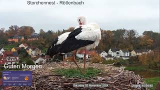 2024 11 02 Storchennest Röttenbach Guten Morgen beide Röttis sind im Nest und putzen sich👍🤣🤣🤣 [upl. by Jaine]