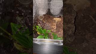 Acanthoscurria Geniculata  Sneaks Through The Terrarium 🕷️ geniculata tarantula tarantulalove [upl. by Annaliese275]