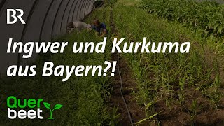 Ingwer und Kurkuma aus Bayern [upl. by Liatnahs]