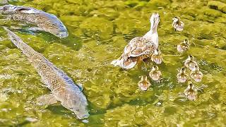 Mother duck refuses to abandon her baby duck Sibling bond [upl. by Dnomse]