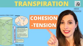 Transpiration and CohesionTension Theory Cohesion and adhesion in the transport of water in plants [upl. by Etnohs993]