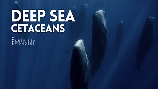 Cetaceans the Giants of the Open Ocean [upl. by Airb]