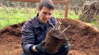 How to Plant a Mulberry Tree Cutting  Its Time to Up Pot Our Hardwood Mulberry Cuttings [upl. by Ohnuj]