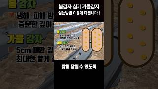 봄감자 심기 가을감자 심는방법 이렇게 다릅니다 shortsvideo [upl. by Akemahc]