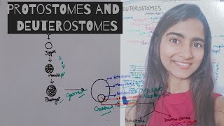 Protostomes and Deuterostomes  differentiate protostome from Deuterostomes Animal kingdom Class 11 [upl. by Yeoz]