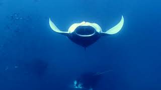 Manta Performance at Hanifaru Bay  Sep 2024 [upl. by Tnattirb327]