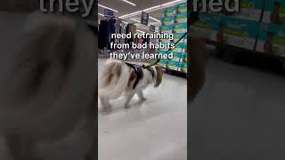 Service dog training never ends small service dog japanesechin servicedog servicedogtraining [upl. by Edrick132]