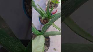 Alovera plant youtubeshorts gardening plant shorts shortfeed aloeveraplant care [upl. by Culbertson510]