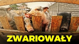 🐖 ŚWINIE ZWARIOWAŁY 🐖  prace nad klatką dla królików 🐰 MOJE MINI ZOO  odc 337 [upl. by Cynthea]