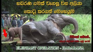 aggressive elephant captured in habarana to transfer to horouwp elephant operation elephant [upl. by Horsey]