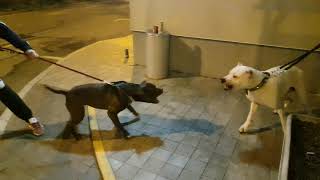 Dogo argentino vs pitbull dogo2yearspit4years NO FIGHT This is example of what not to do [upl. by Llywellyn]